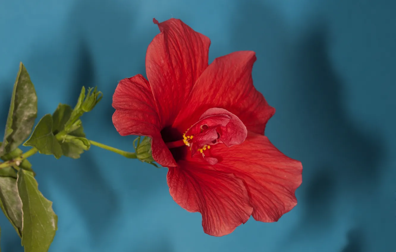 Photo wallpaper leaves, flowers, red, blue background, hibiscus