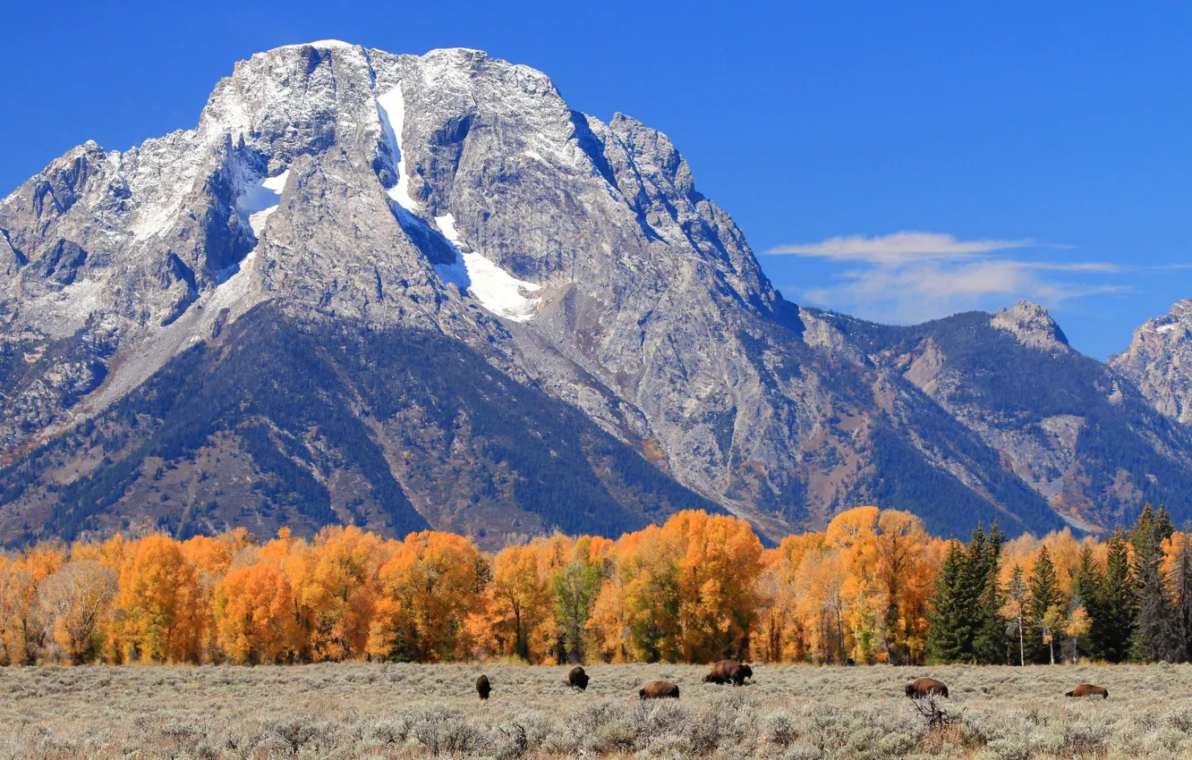 Photo wallpaper autumn, trees, mountains, Wyoming, USA, Grand Teton, Grand Teton National Park, Buffalo