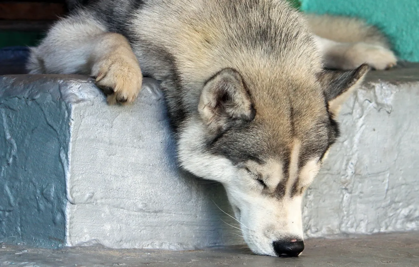 Photo wallpaper sleep, dog, nose, steps, husky, mimimi, a true friend