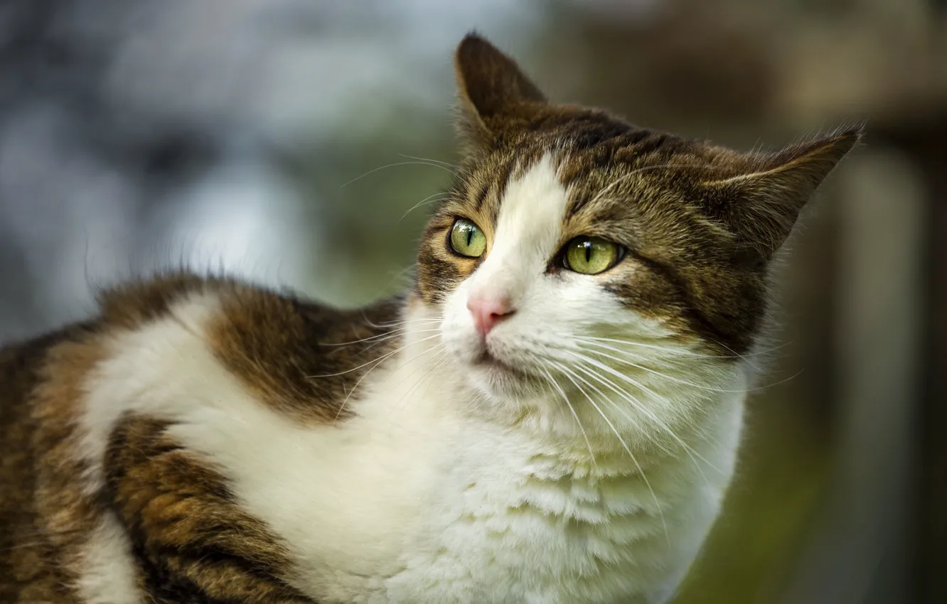 Photo wallpaper cat, cat, look, nature, pose, face