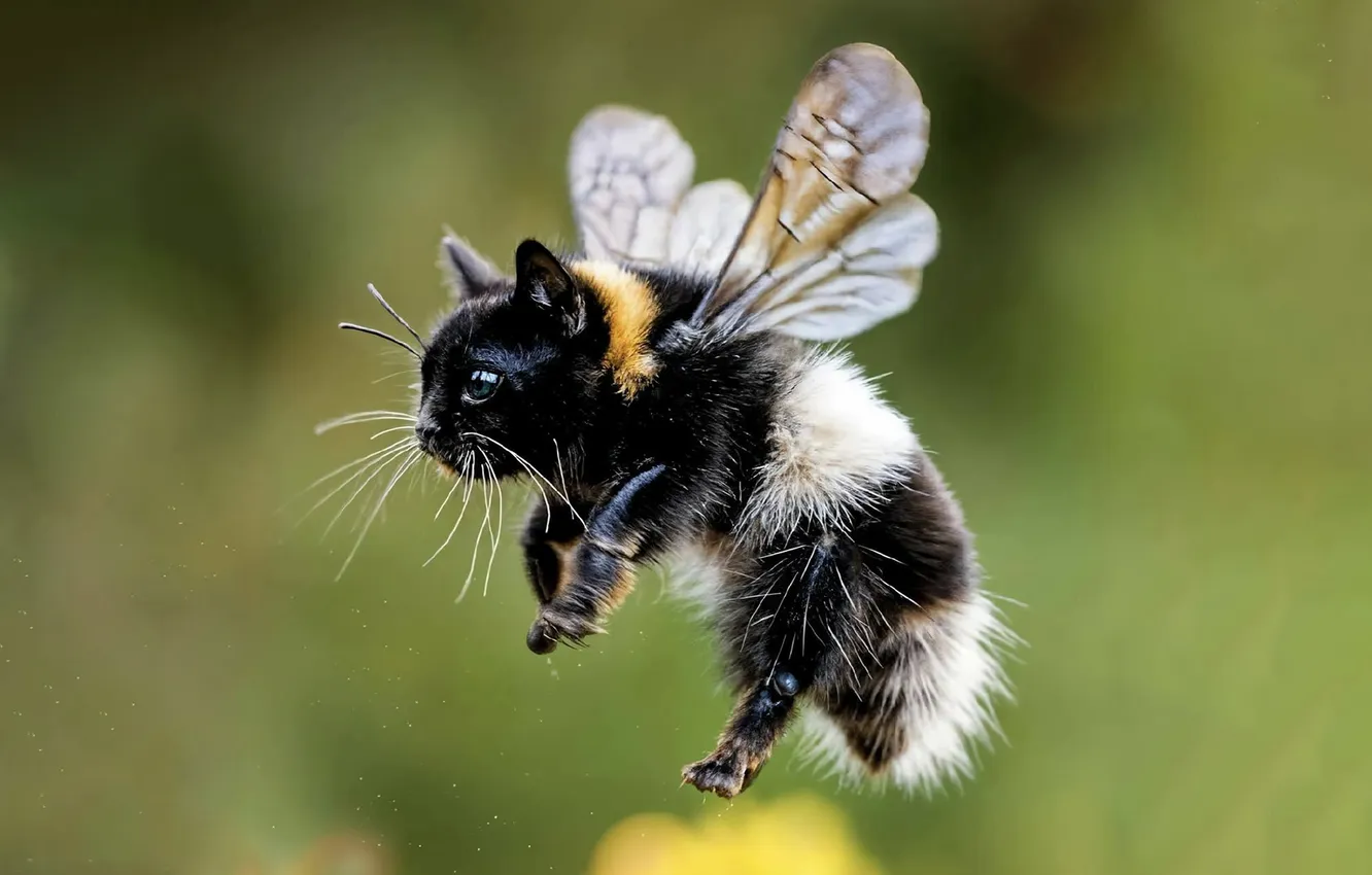 Photo wallpaper kitty, bumblebee, kotoshmel