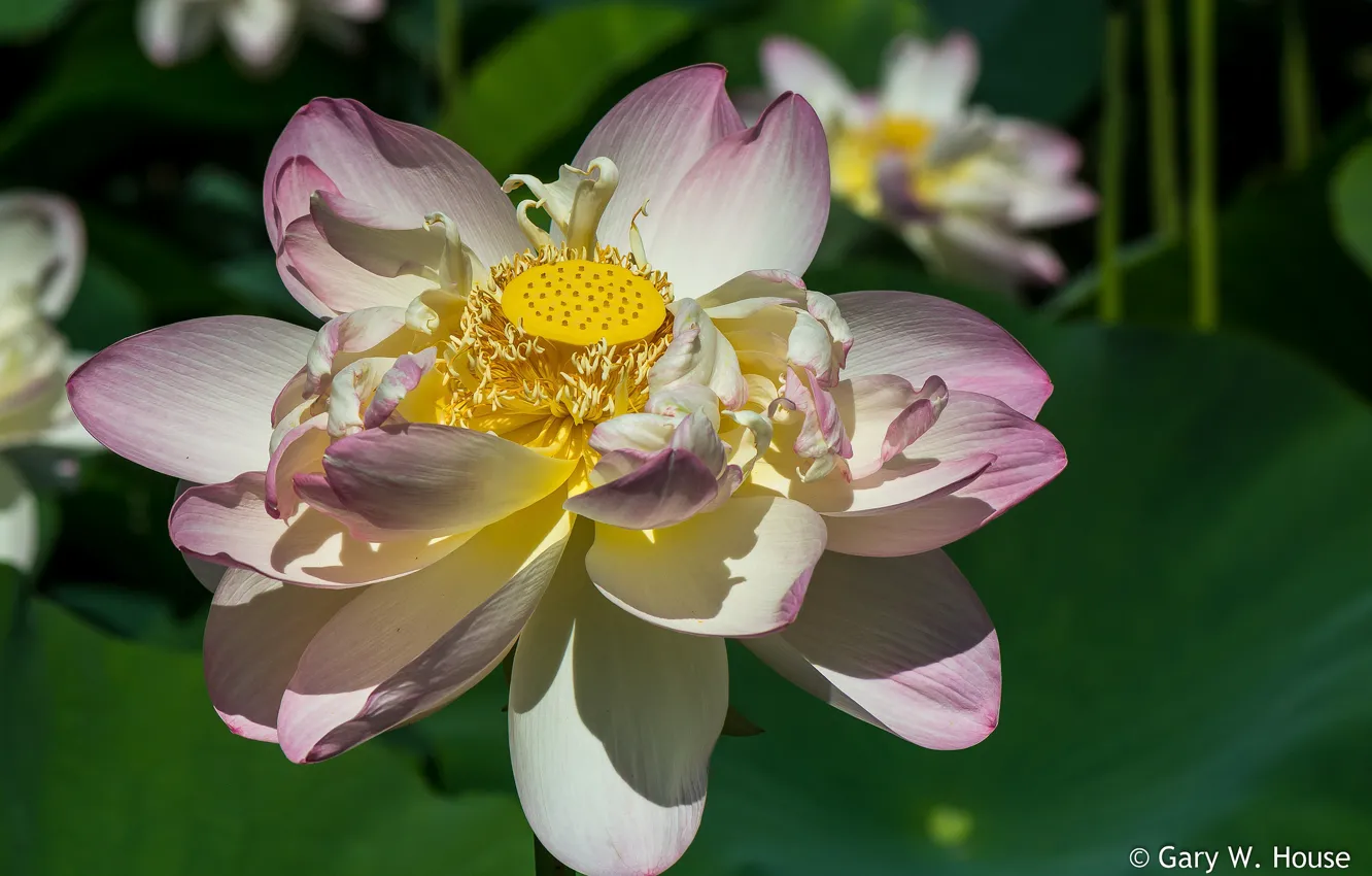 Photo wallpaper flower, Lotus, Sunny