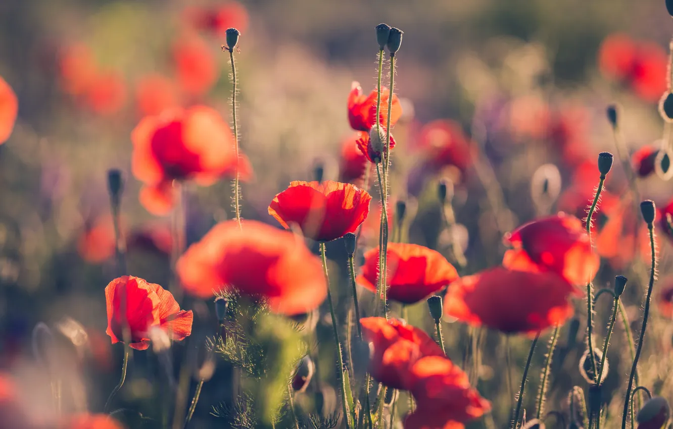 Photo wallpaper Maki, bokeh, poppy field
