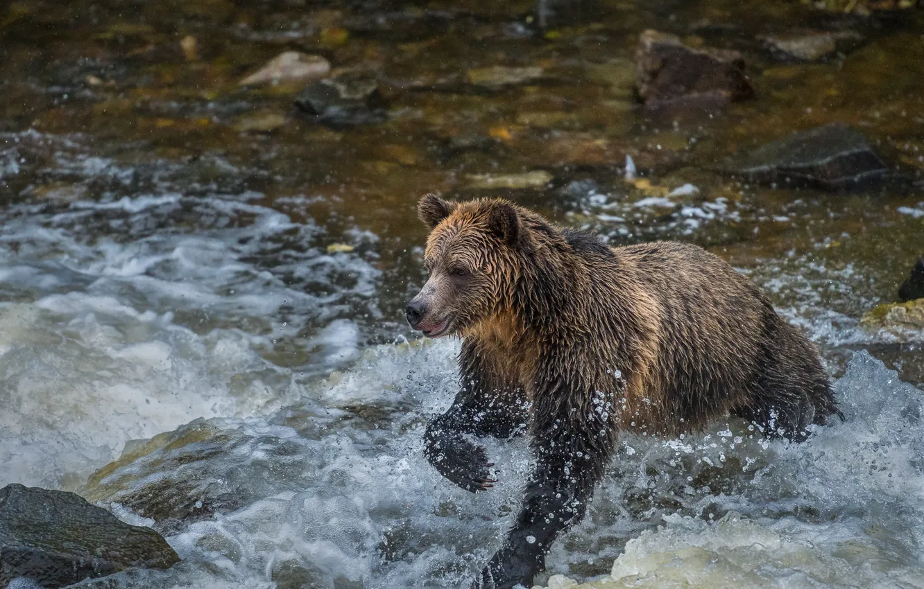 Photo wallpaper bear, bathing, pond