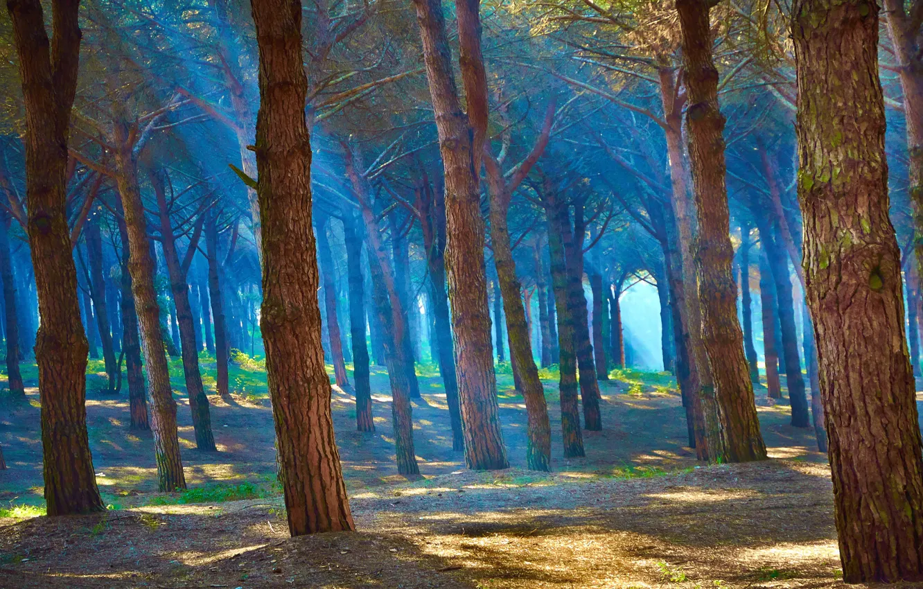 Photo wallpaper forest, rays, trees, landscape, nature, fog, blue, beautiful