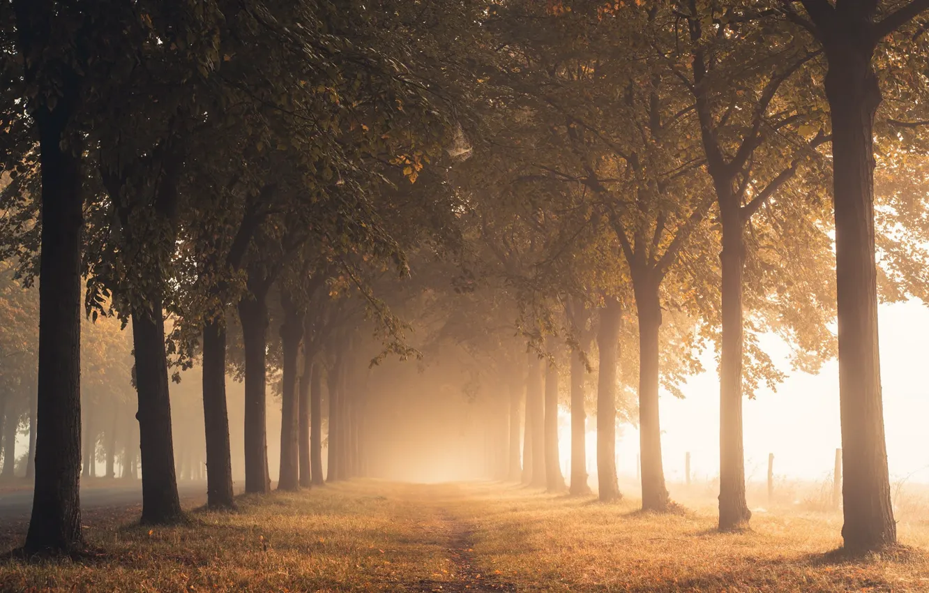 Photo wallpaper road, autumn, light, trees, fog, Park, branch, foliage