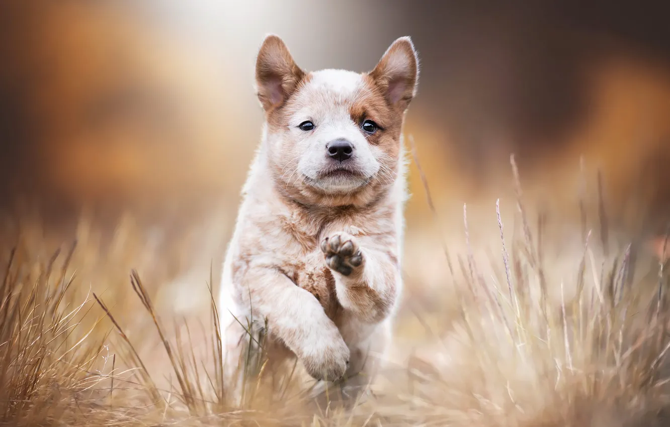 Photo wallpaper autumn, grass, look, nature, pose, stems, dog, paws