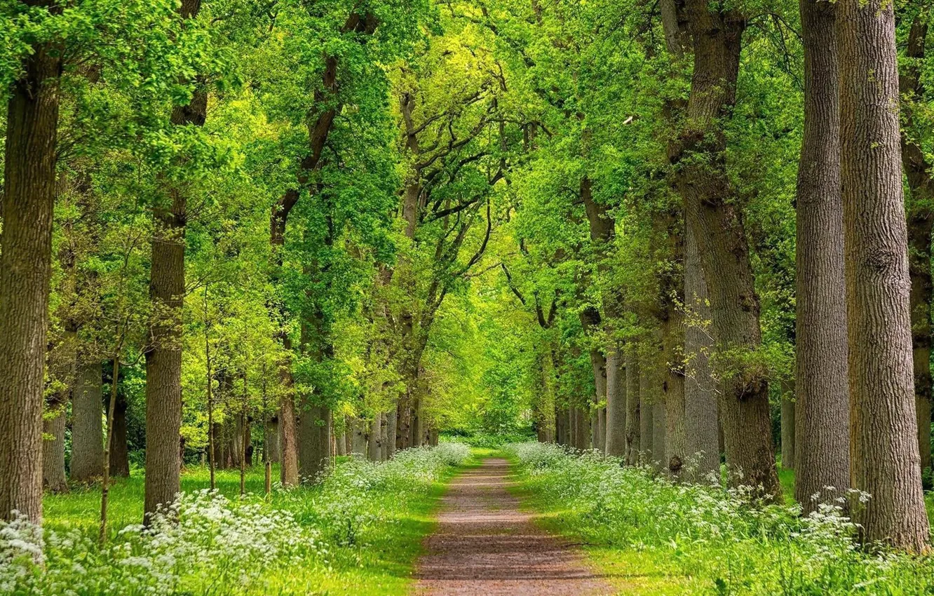 Photo wallpaper road, forest, nature, spring