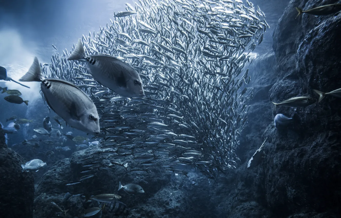 Photo wallpaper sea, the ocean, fish, under water, cant