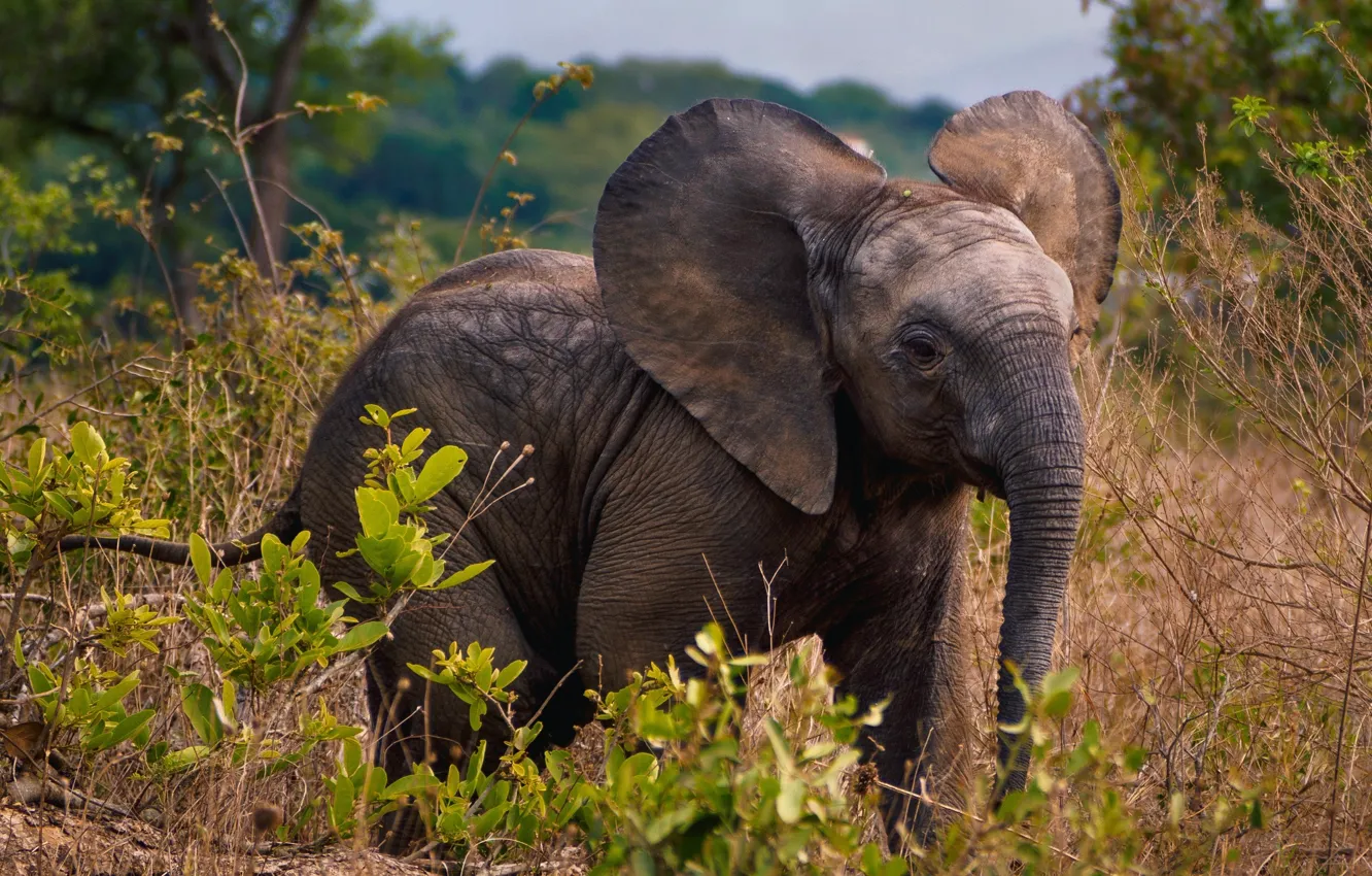 Photo wallpaper elephant, plants, Africa, Savana, wildlife