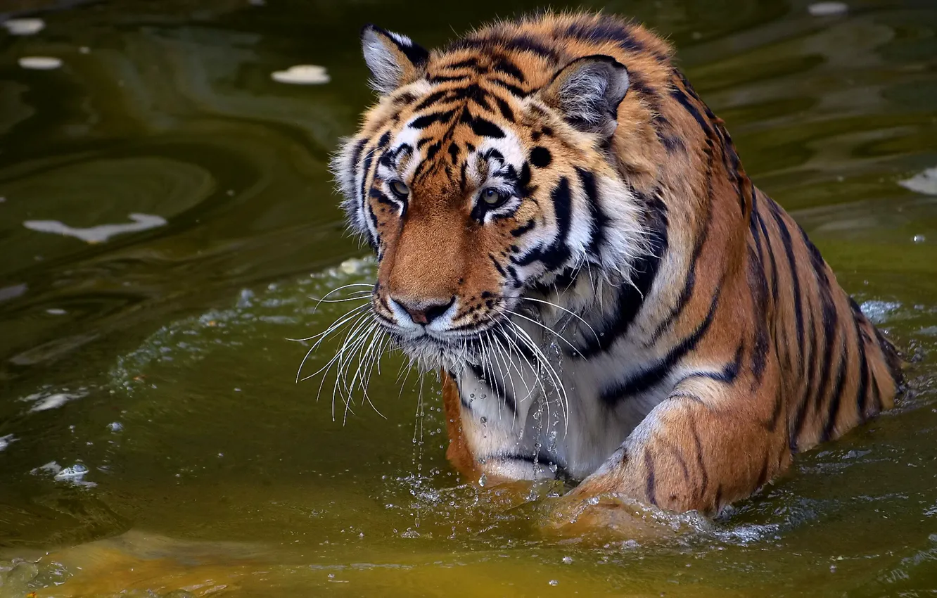 Photo wallpaper mustache, look, face, water, drops, tiger, predator, tiger