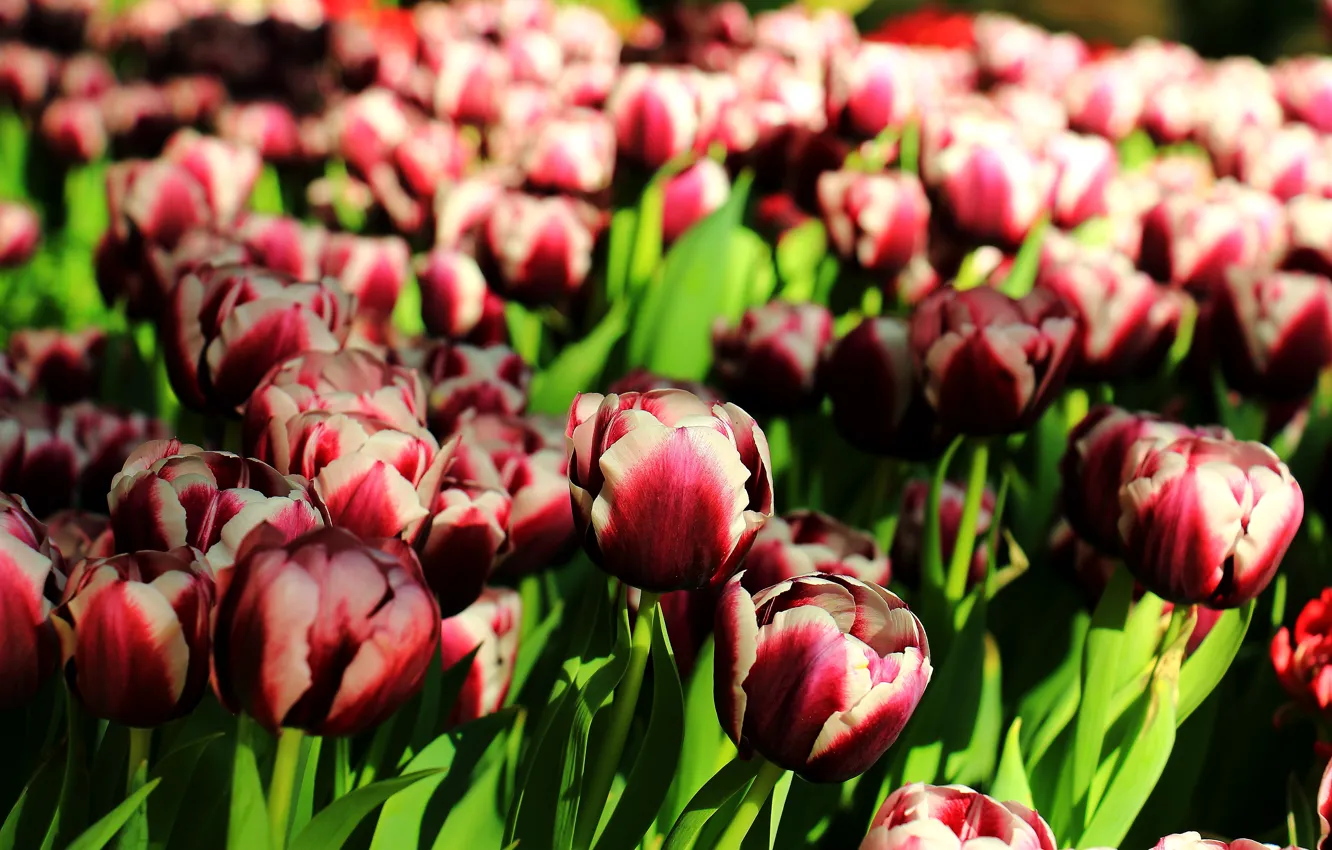 Photo wallpaper spring, tulips, flowers, tulips, spring