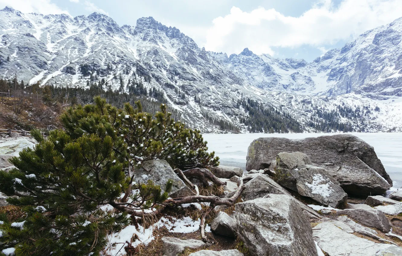 Photo wallpaper winter, snow, trees, landscape, mountains, forest, landscape, winter