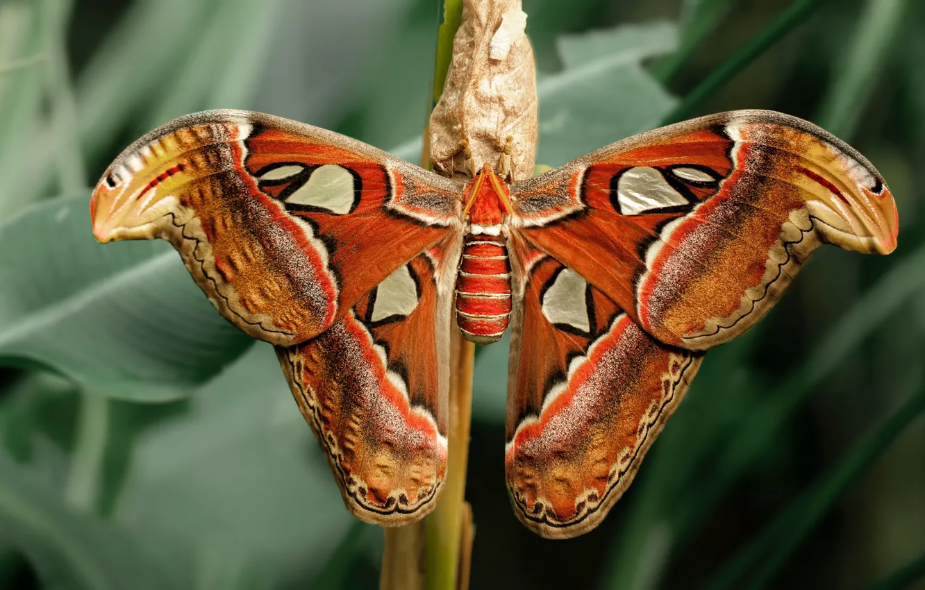 Photo wallpaper leaves, pattern, butterfly, wings, stem, Emperor moth