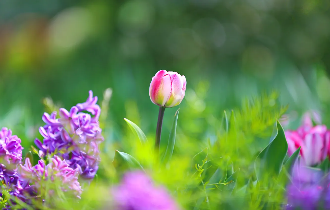 Photo wallpaper greens, grass, macro, flowers, spring, tulips, pink, lilac