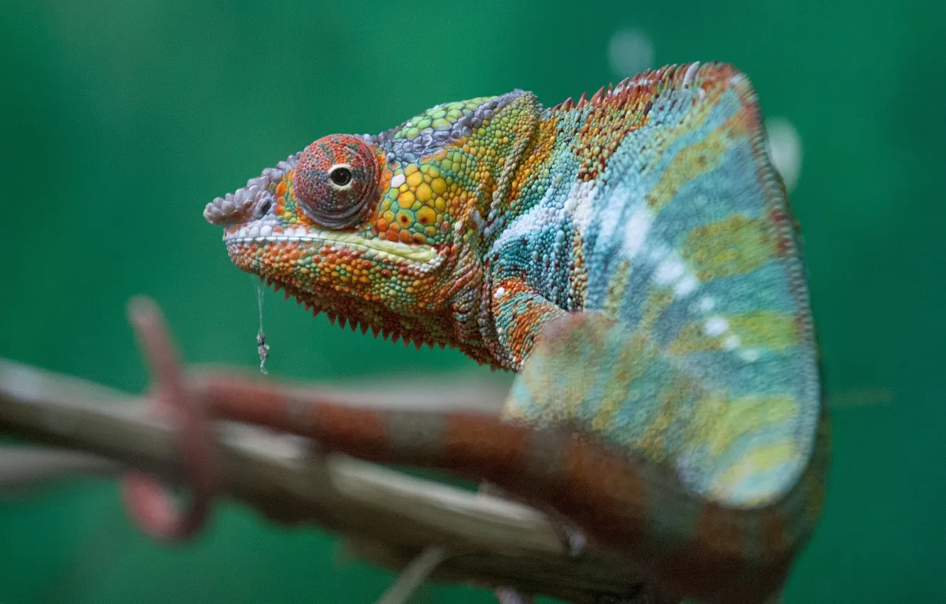 Photo wallpaper chameleon, branch, lizard, colorful