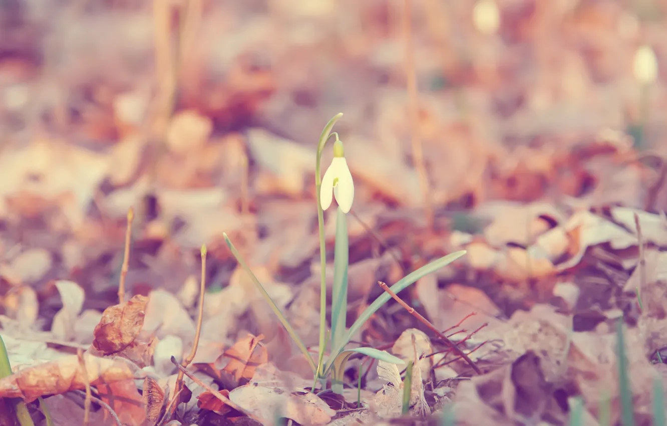 Photo wallpaper leaves, flowers, background, Wallpaper, plant, snowdrops, Galanthus