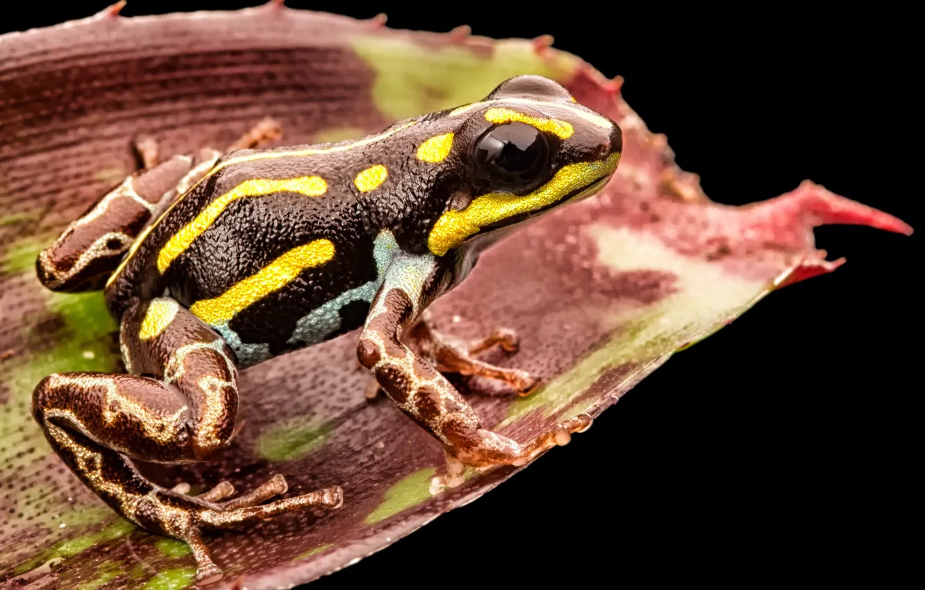 Photo wallpaper toxic, black, yellow, frog, leaf