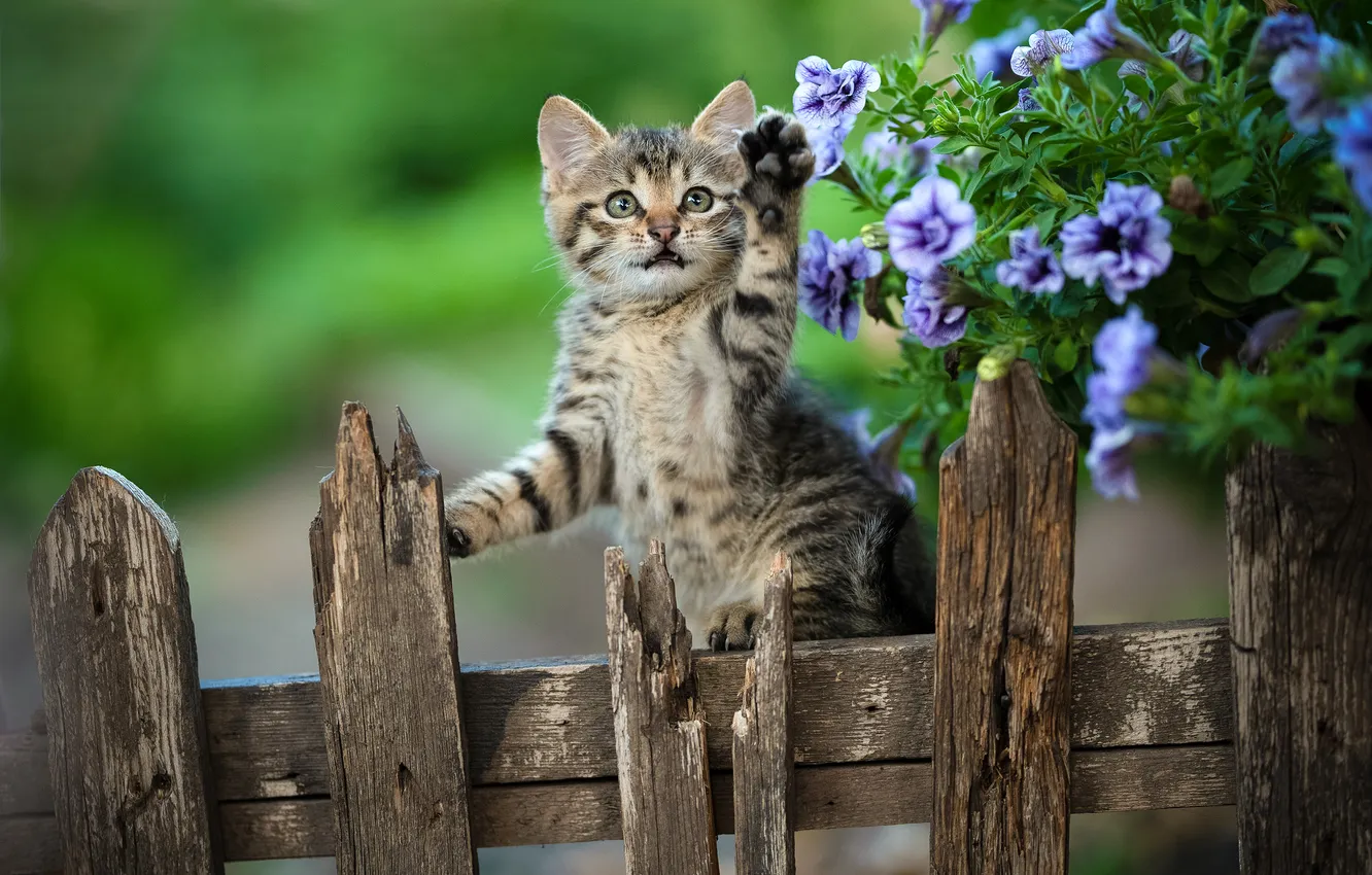 Photo wallpaper flowers, the fence, legs, kitty, Yuriy Korotun