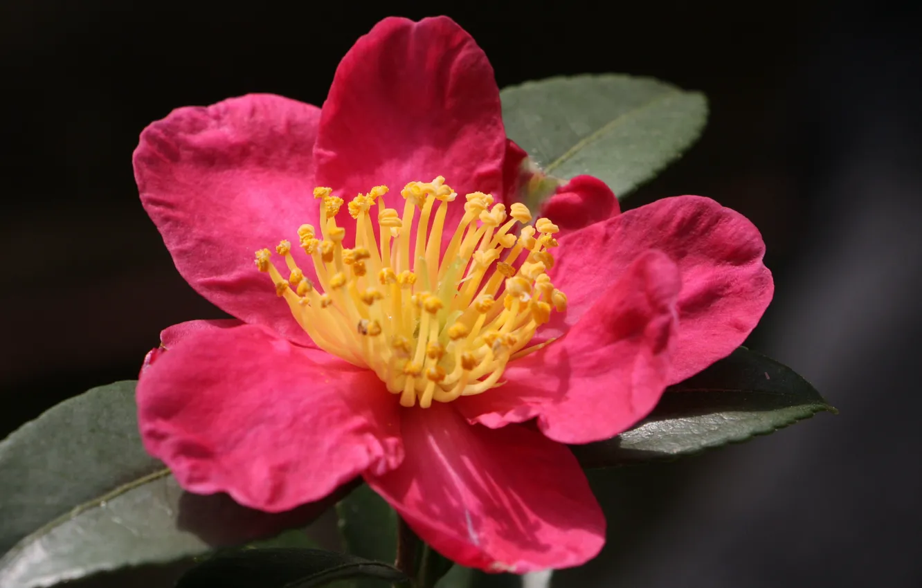 Photo wallpaper summer, flowers, flowering, shrub, Camellia