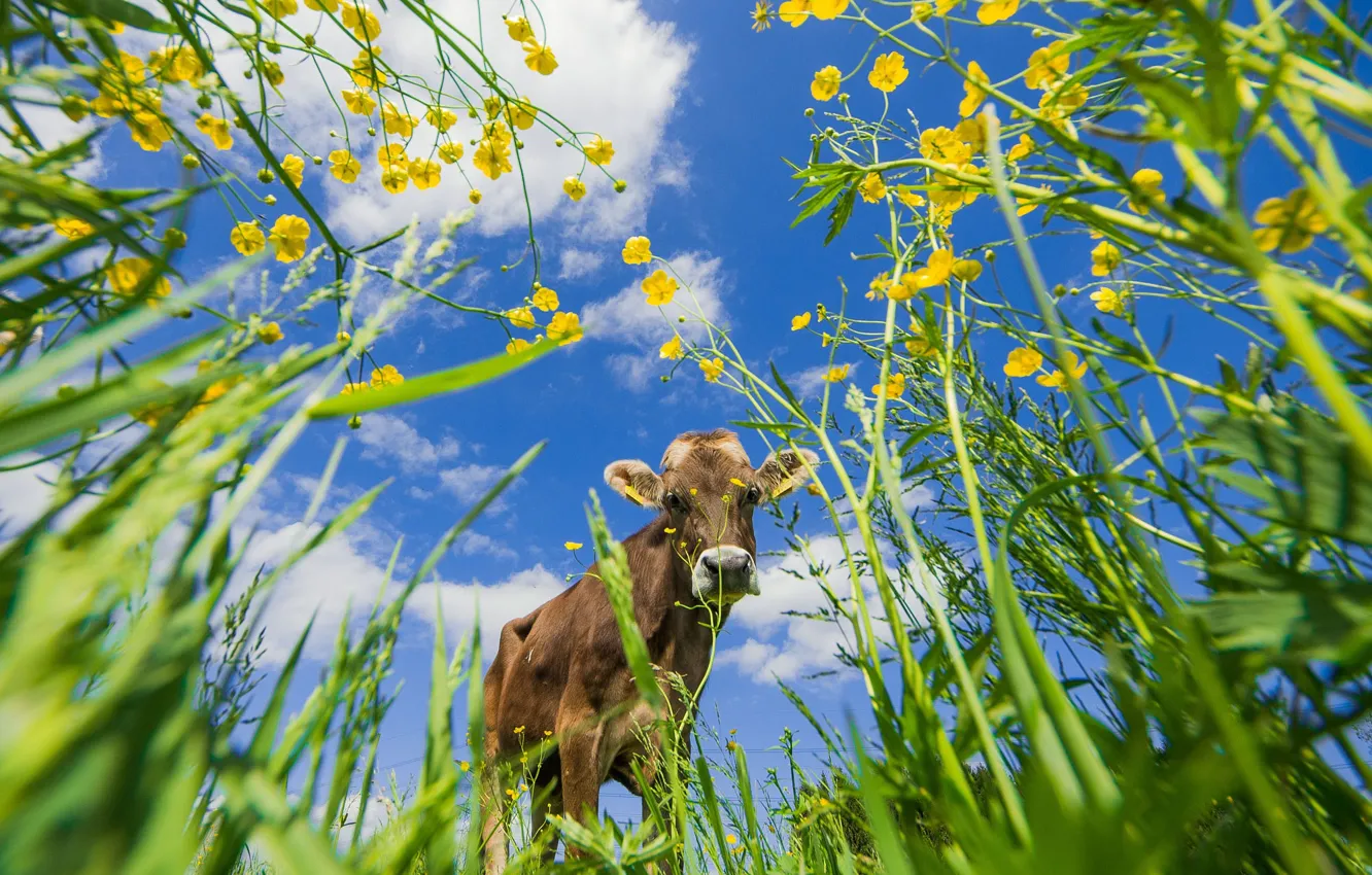 Photo wallpaper greens, summer, the sky, grass, look, face, clouds, flowers
