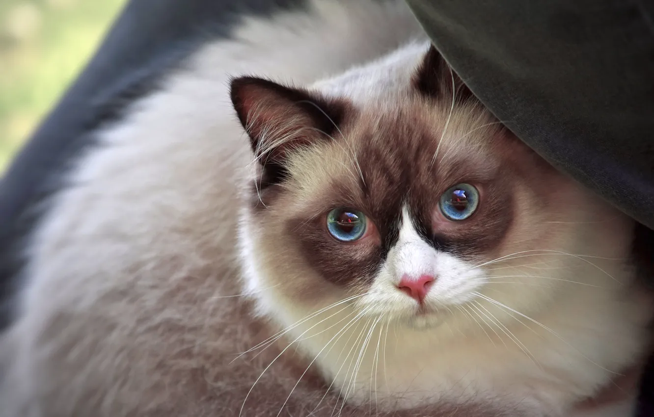 Photo wallpaper cat, cat, look, face, portrait, fabric, blue eyes, color-point