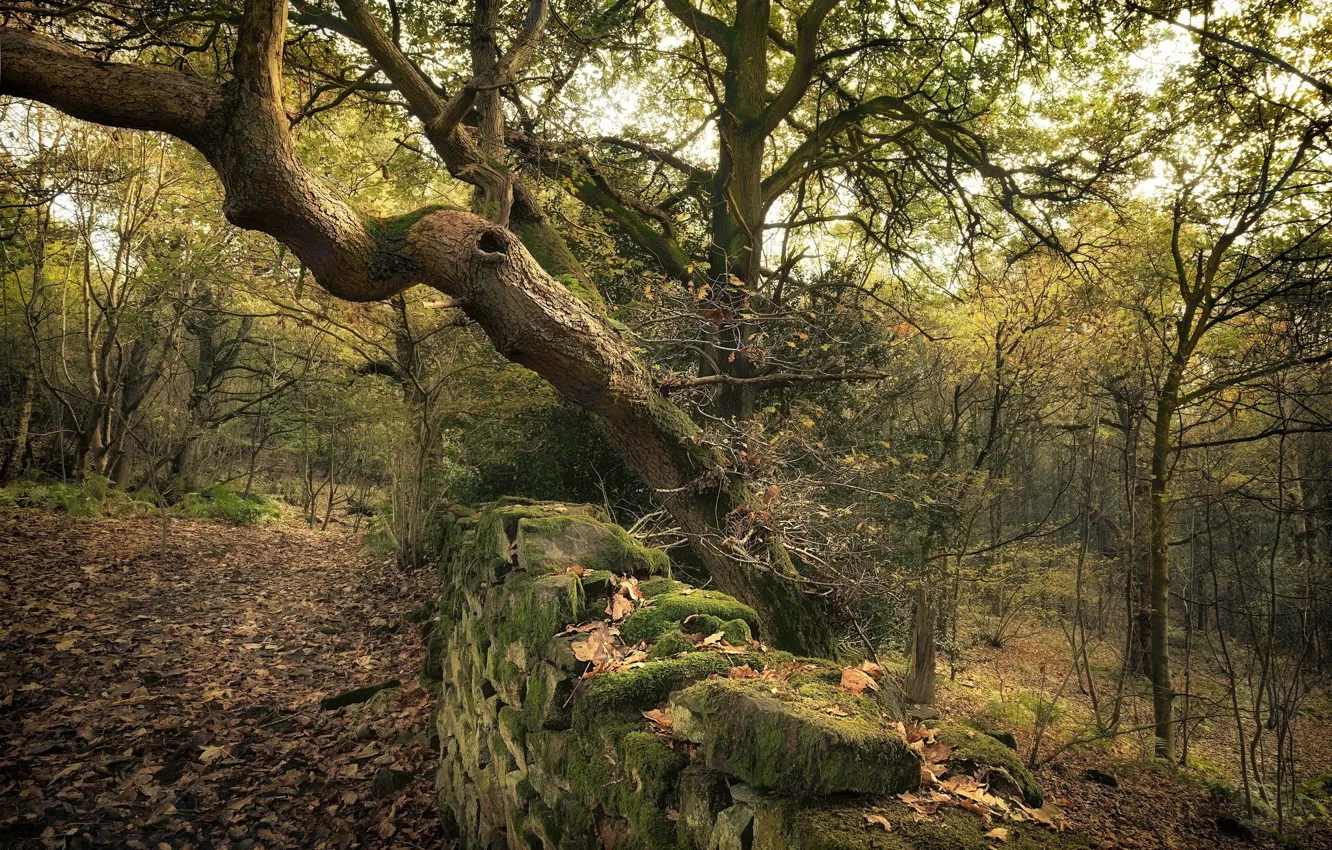 Photo wallpaper forest, trees, stones