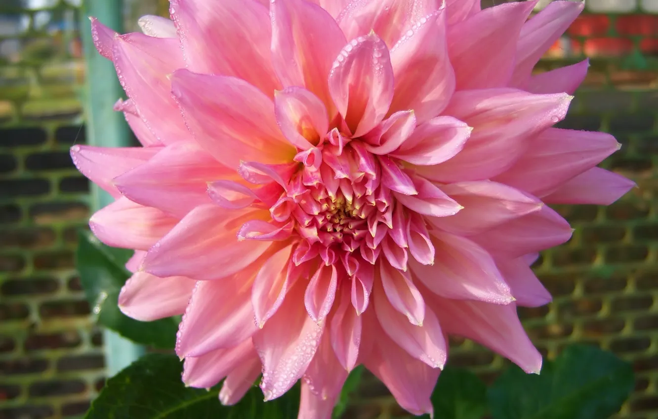 Photo wallpaper flower, pink, Dahlia, lush, Meduzanol ©