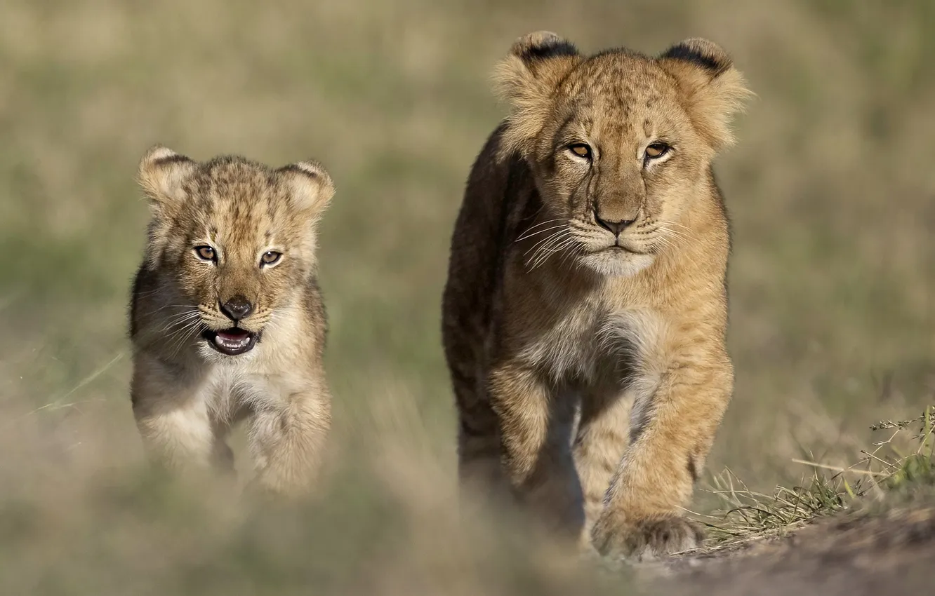 Photo wallpaper field, look, nature, pose, lions, the cubs, faces