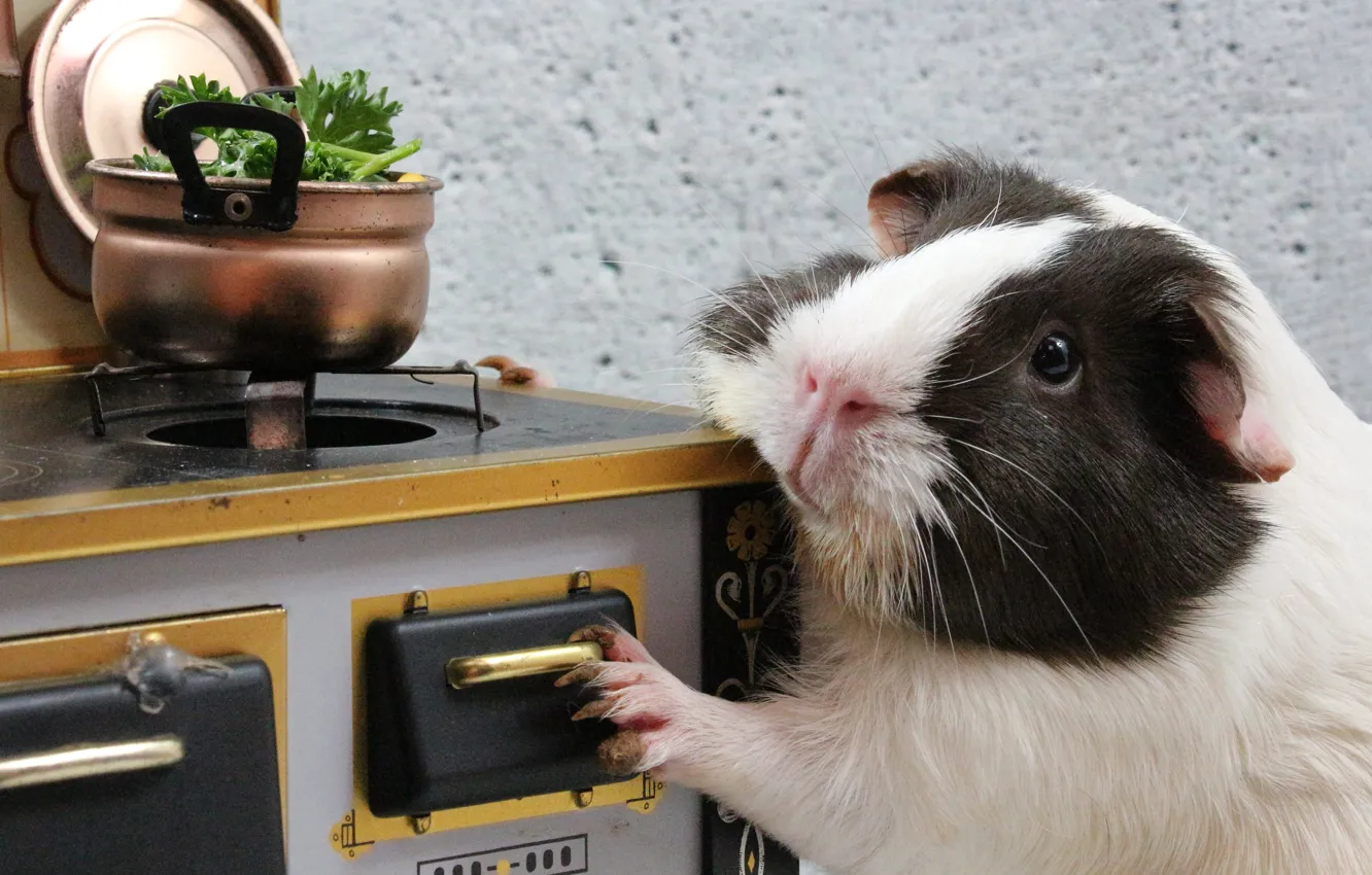 Wallpaper food, muzzle, kitchen, pan, Guinea pig, hostess, cooking, gas ...