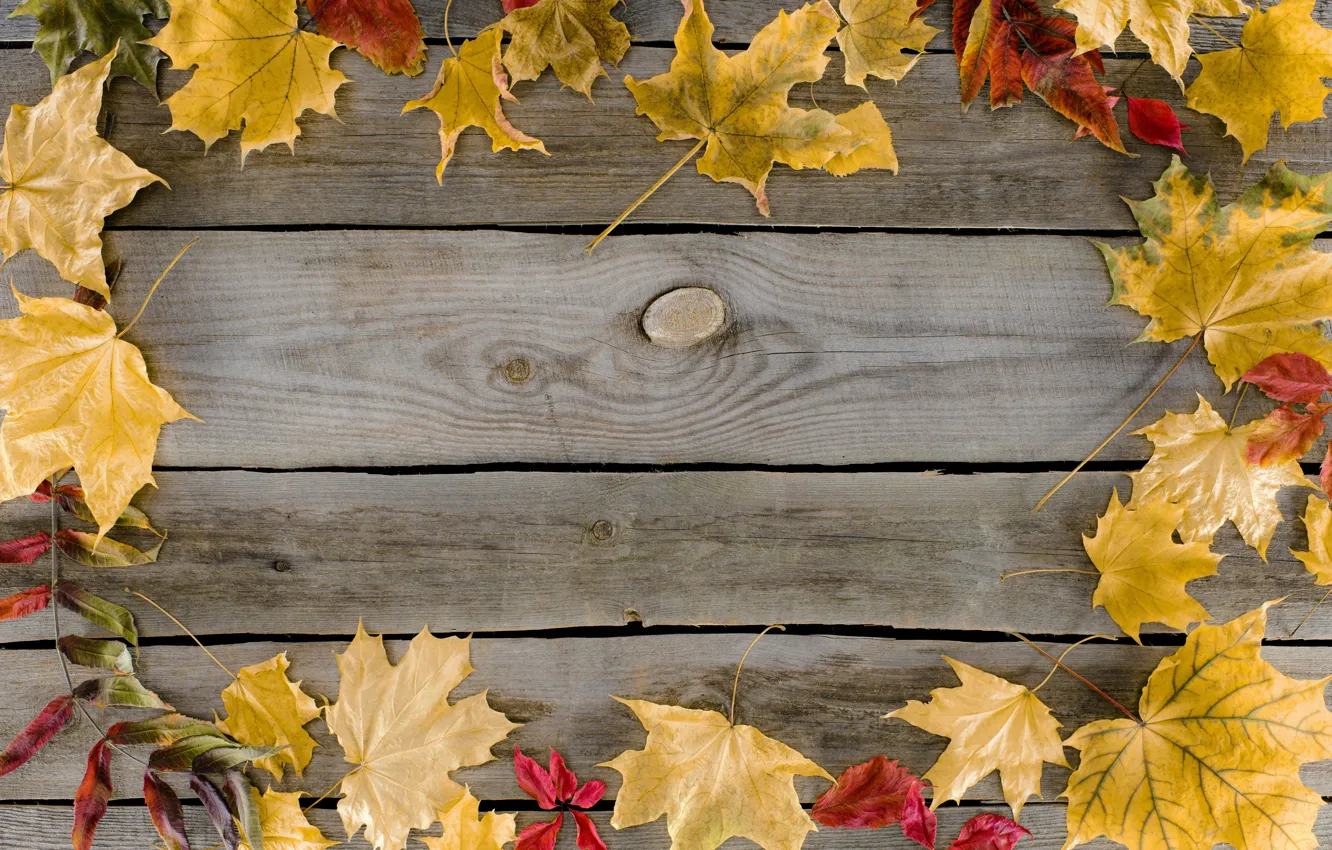 Photo wallpaper autumn, leaves, background, colorful, maple, wood, background, autumn