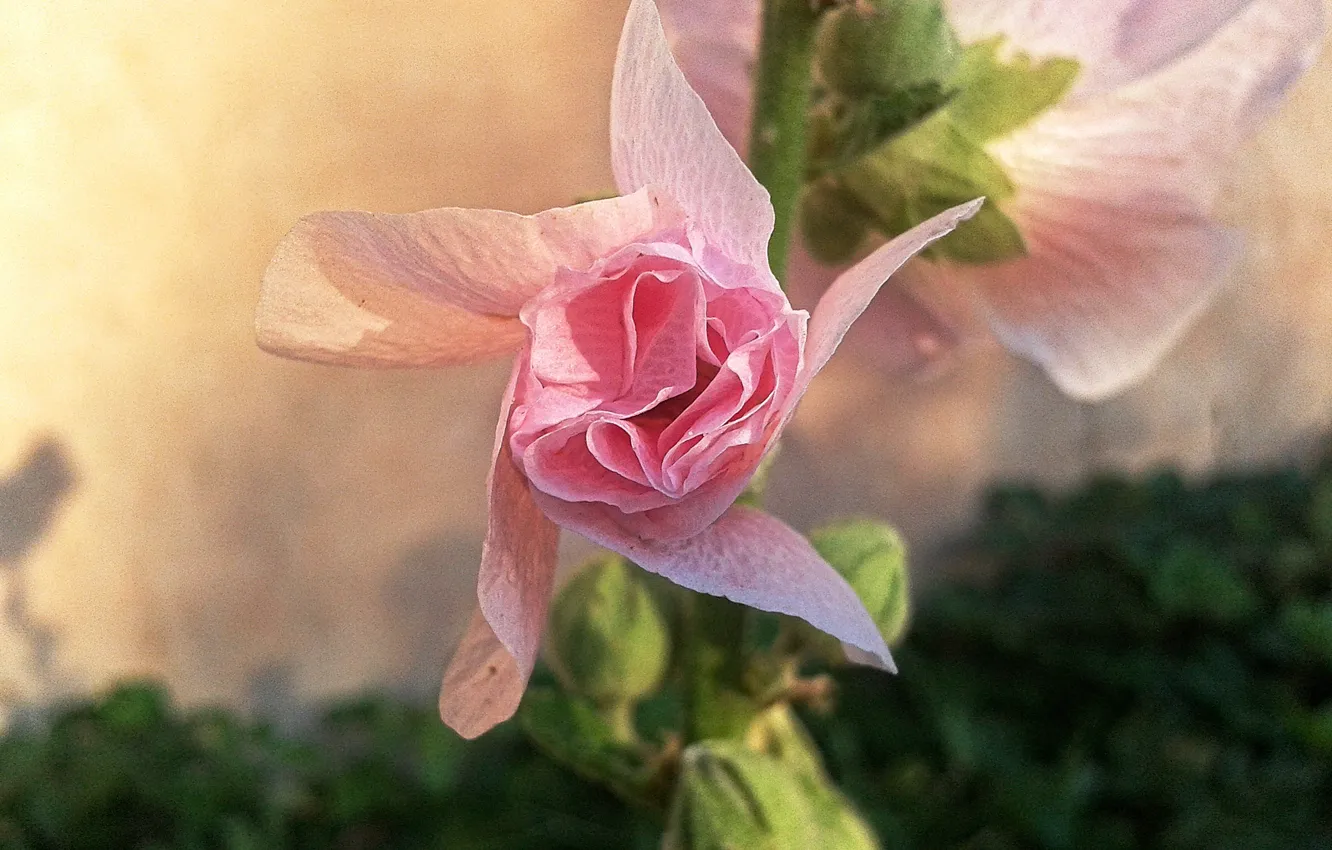Photo wallpaper flowers, pink, mallow