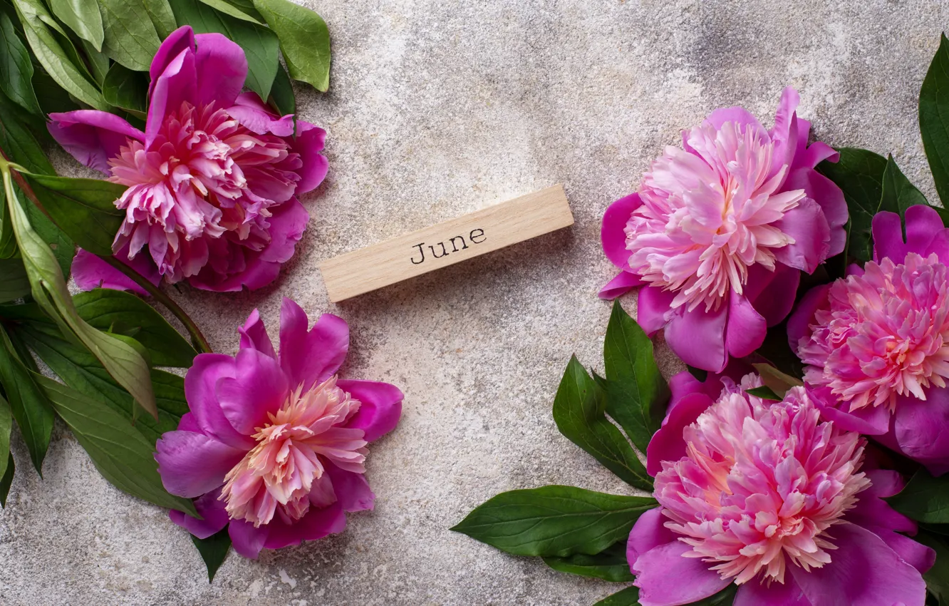 Photo wallpaper flowers, pink, pink, flowers, peonies, peonies