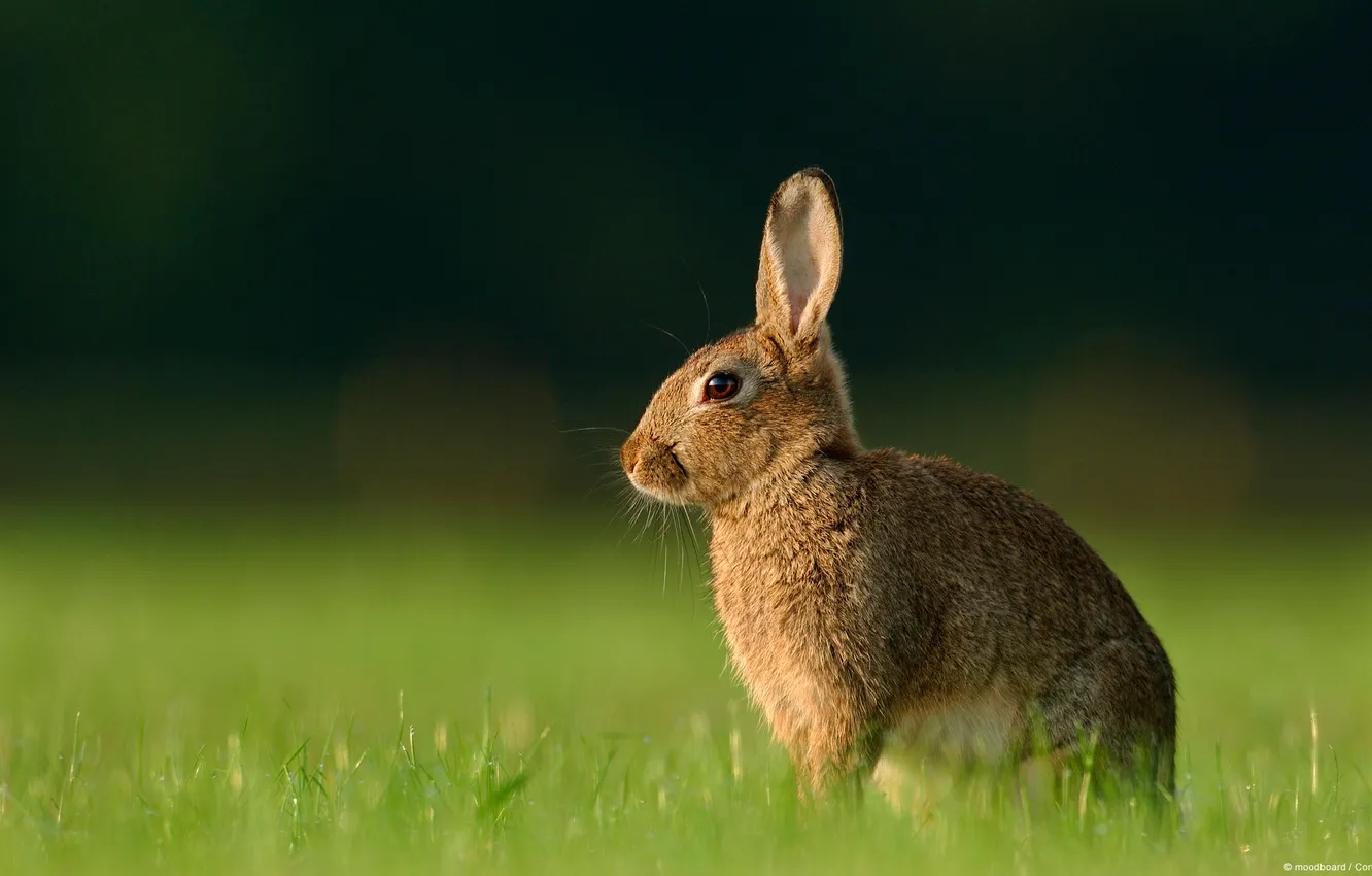 Photo wallpaper grass, macro, rabbit