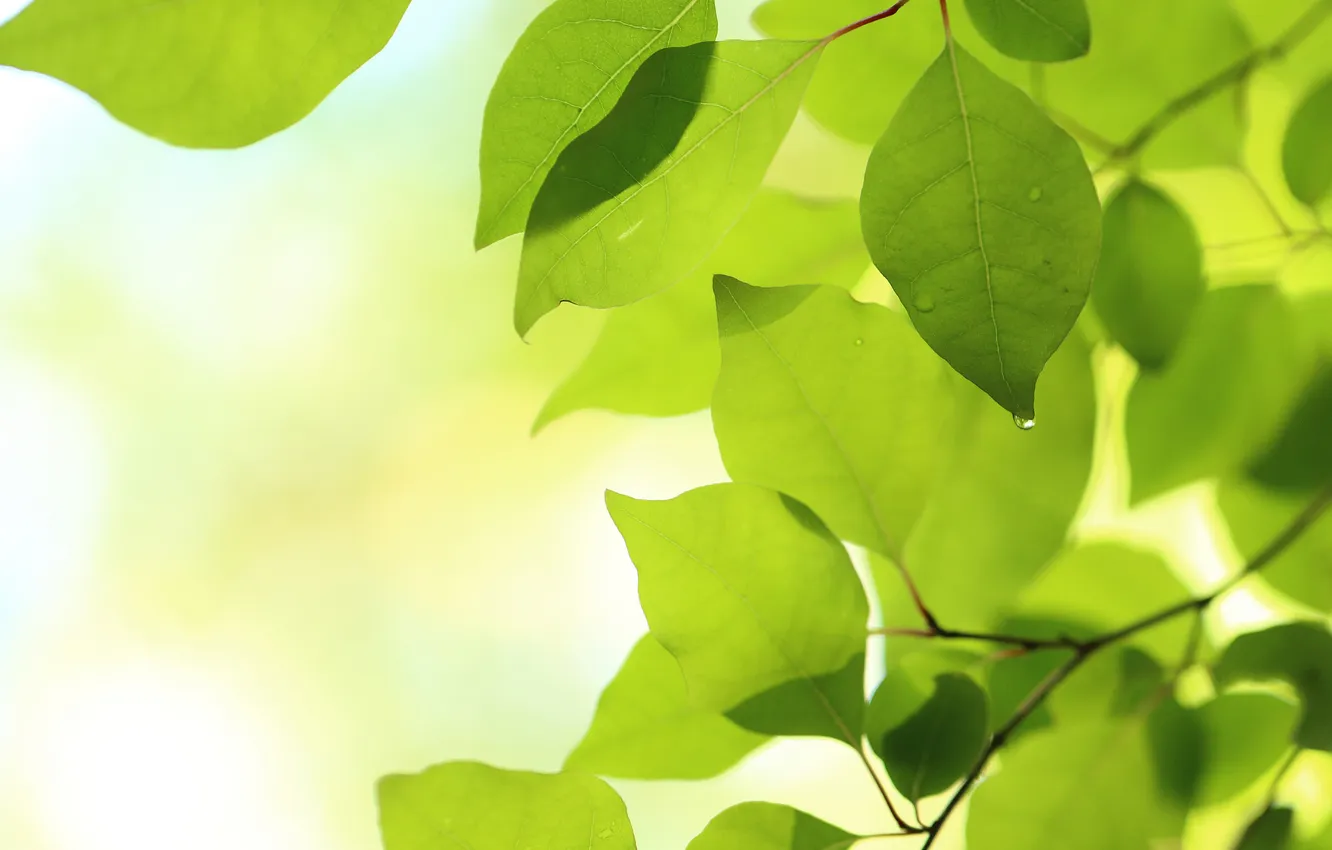 Photo wallpaper leaves, nature, spring