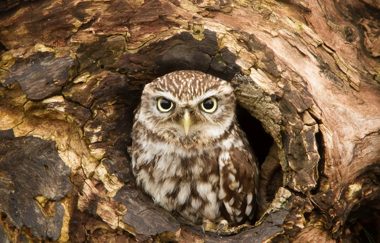 Photo wallpaper nature, background, owl