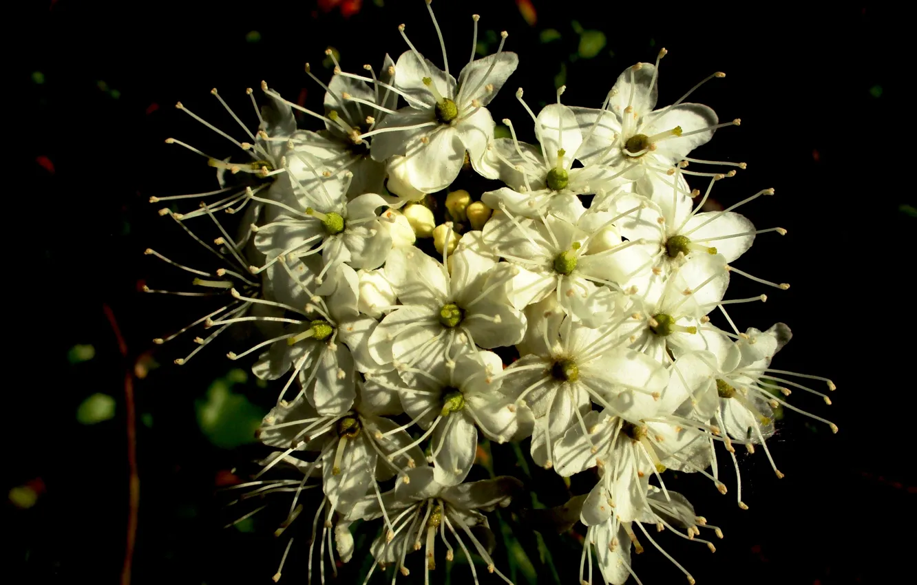 Photo wallpaper flower, White, flowers