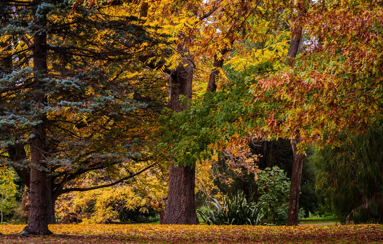Photo wallpaper autumn, leaves, trees, Park, New Zealand, New Zealand, Christchurch, Christchurch