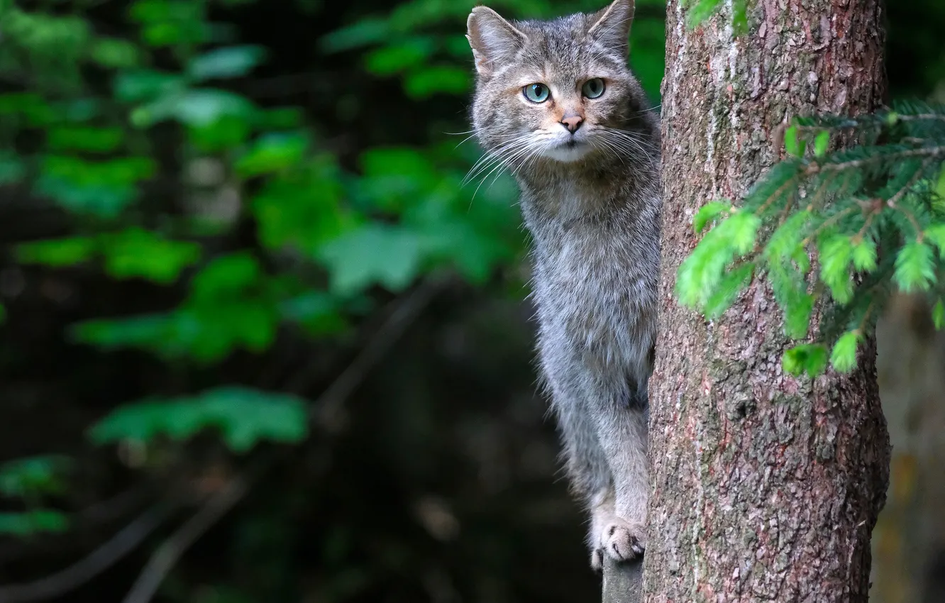 Photo wallpaper greens, cat, cat, look, trees, branches, nature, the dark background