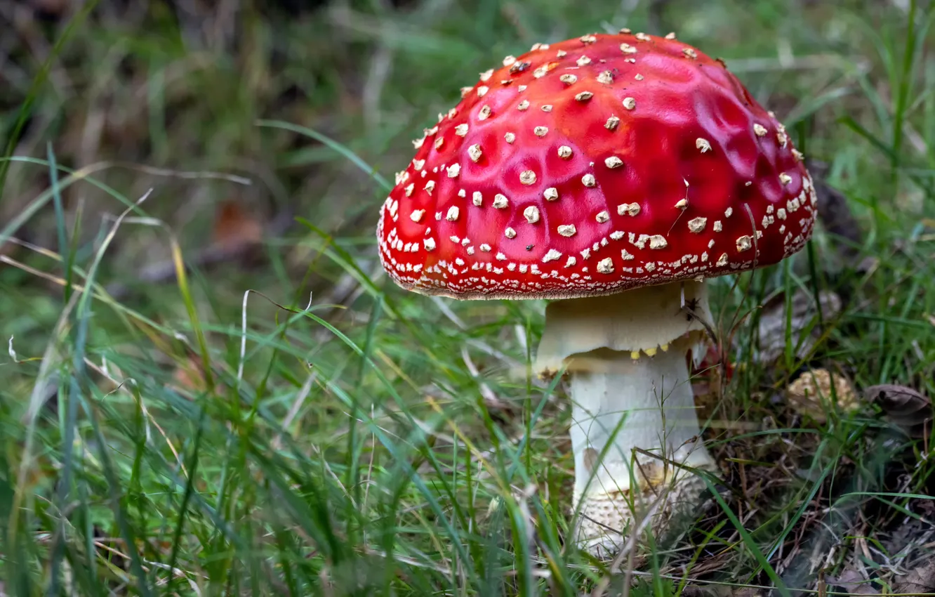Photo wallpaper grass, mushrooms, mushroom