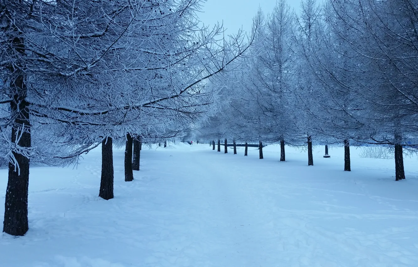 Photo wallpaper Nature, Winter, Snow, Landscape, Tree, Tree, The snow on the tree, Herringbones
