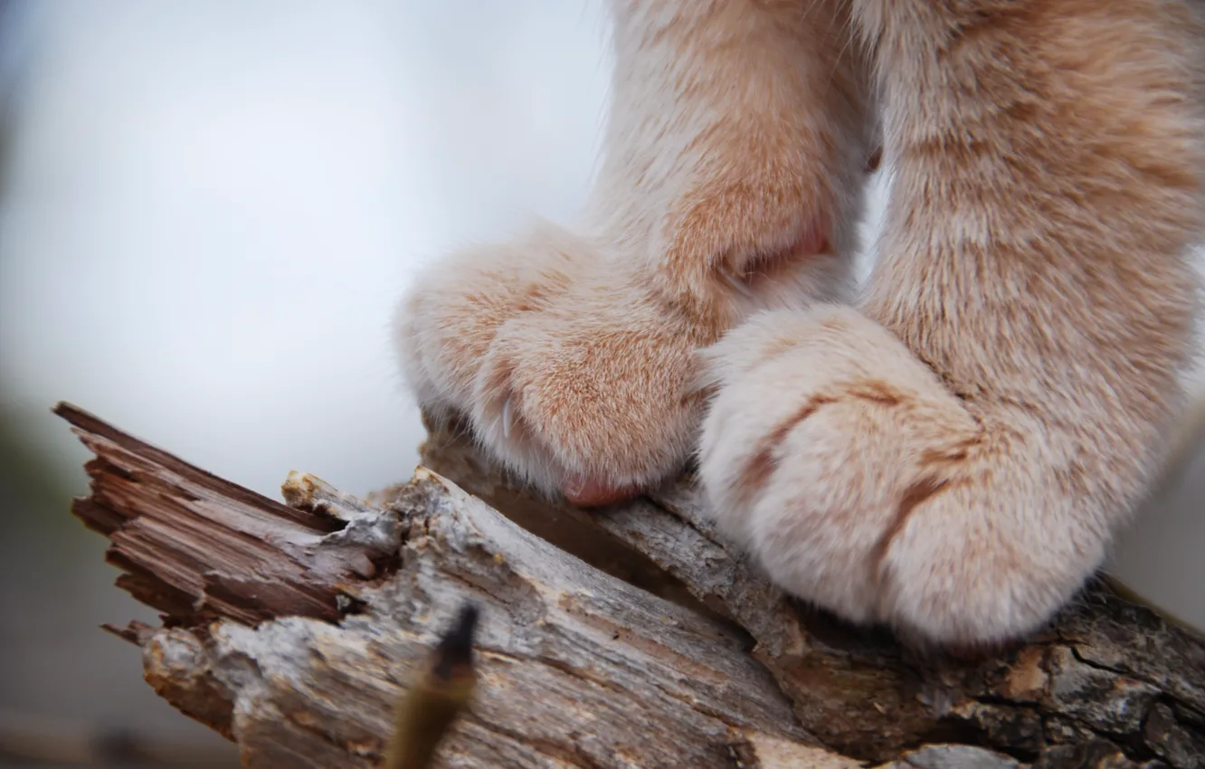 Photo wallpaper cat, animals, paws