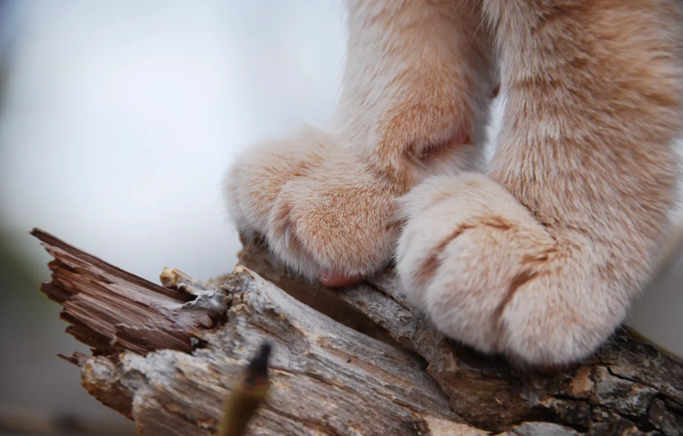 Photo wallpaper cat, animal, paws
