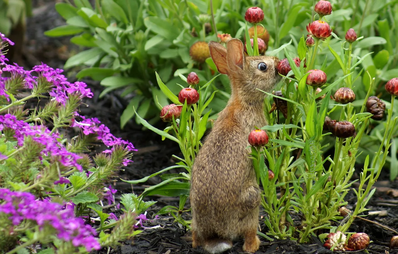 Photo wallpaper flowers, garden, rabbit