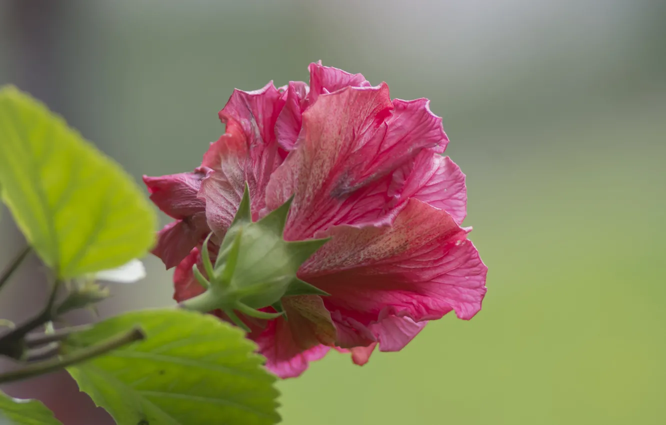 Photo wallpaper leaves, nature, plant, petals