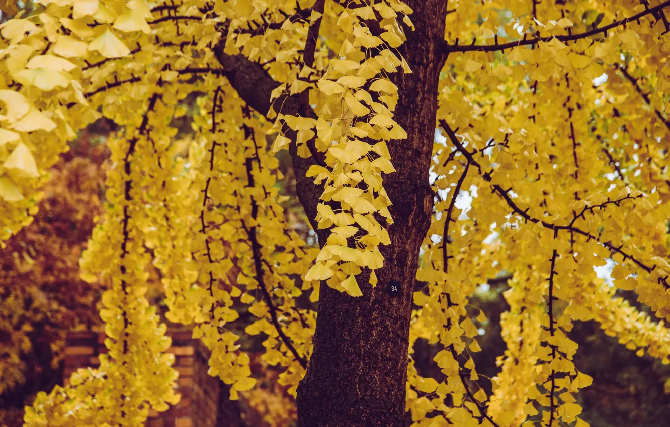 Photo wallpaper autumn, leaves, trees, yellow, nature, branch, foliage, a lot