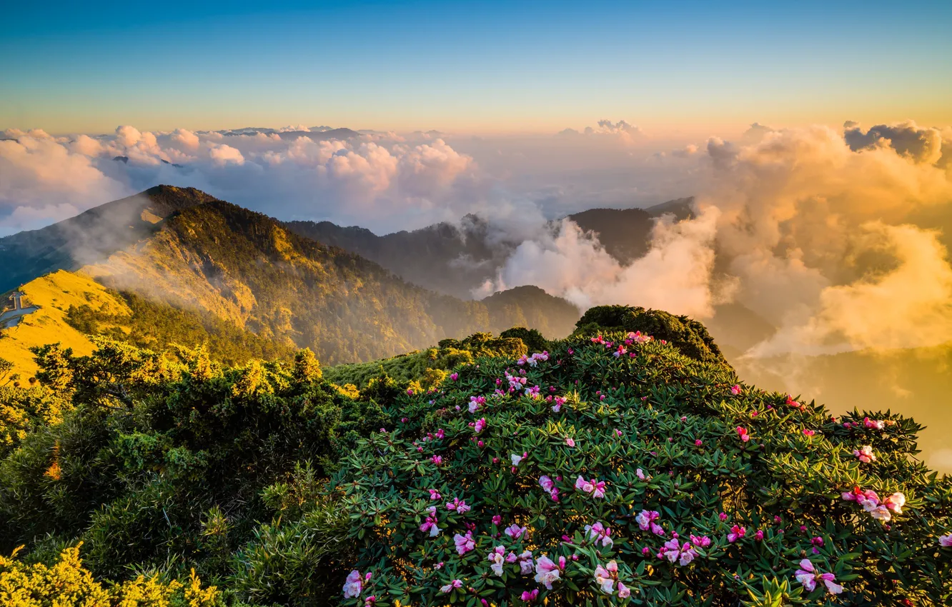 Photo wallpaper the sky, leaves, clouds, light, landscape, flowers, mountains, nature