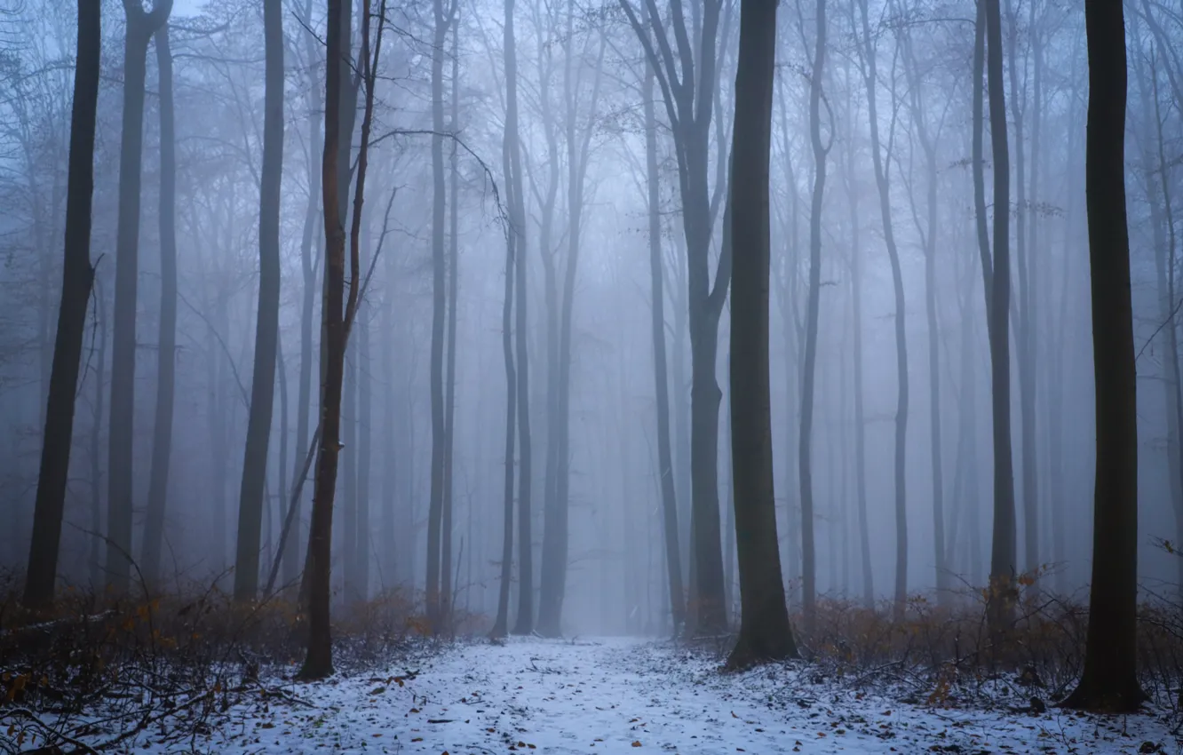 Photo wallpaper winter, forest, snow, trees, nature, fog, Susanne Pabst