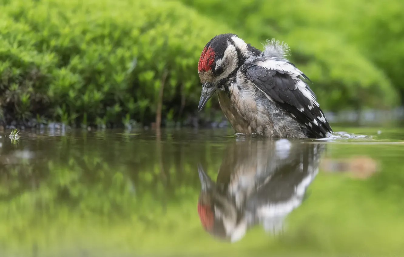 Photo wallpaper water, reflection, bird, woodpecker, pond