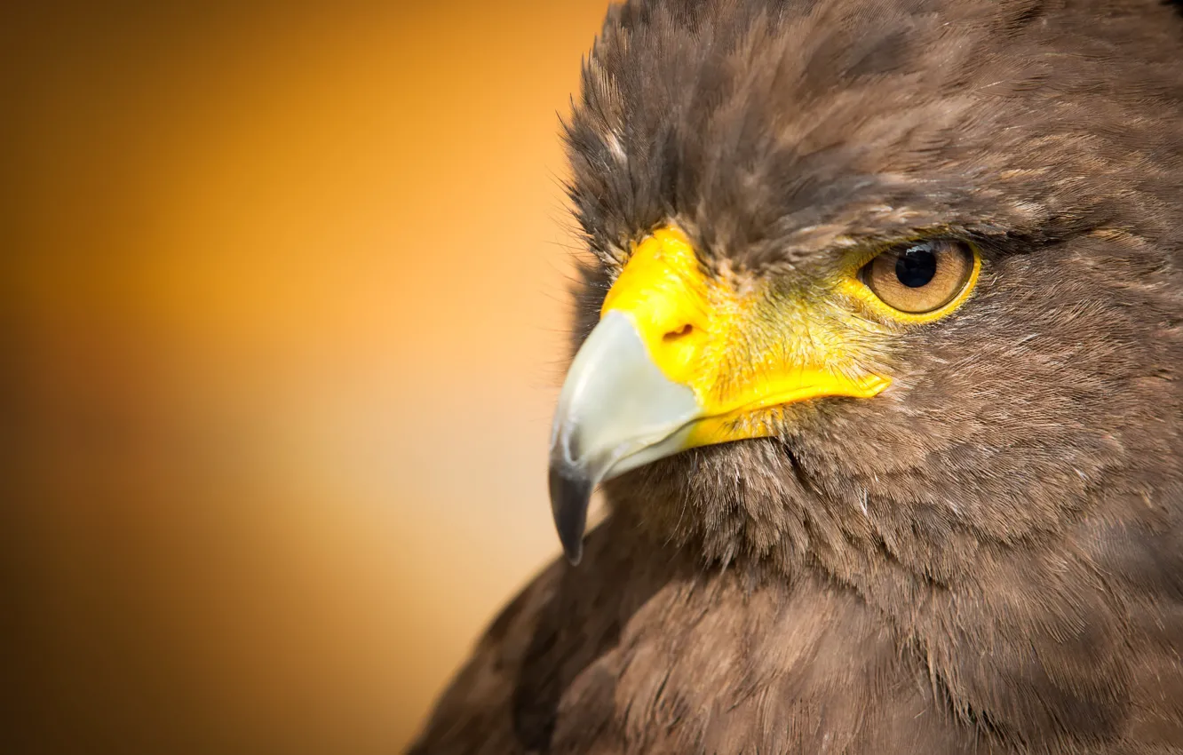 Photo wallpaper bird, predator, beak, hawk